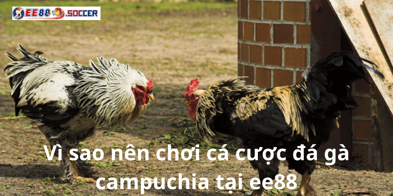 Vì sao nên chơi cá cược đá gà campuchia tại ee88