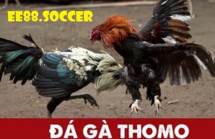 Tổng quan về sảnh đá gà thomo EE88