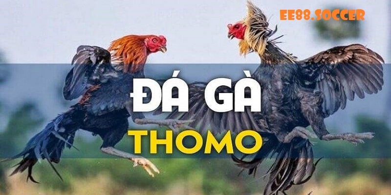 Những ưu điểm vượt trội của sảnh đá gà thomo